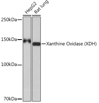 Xanthine Oxidase (XDH) Rabbit monoclonal antibody