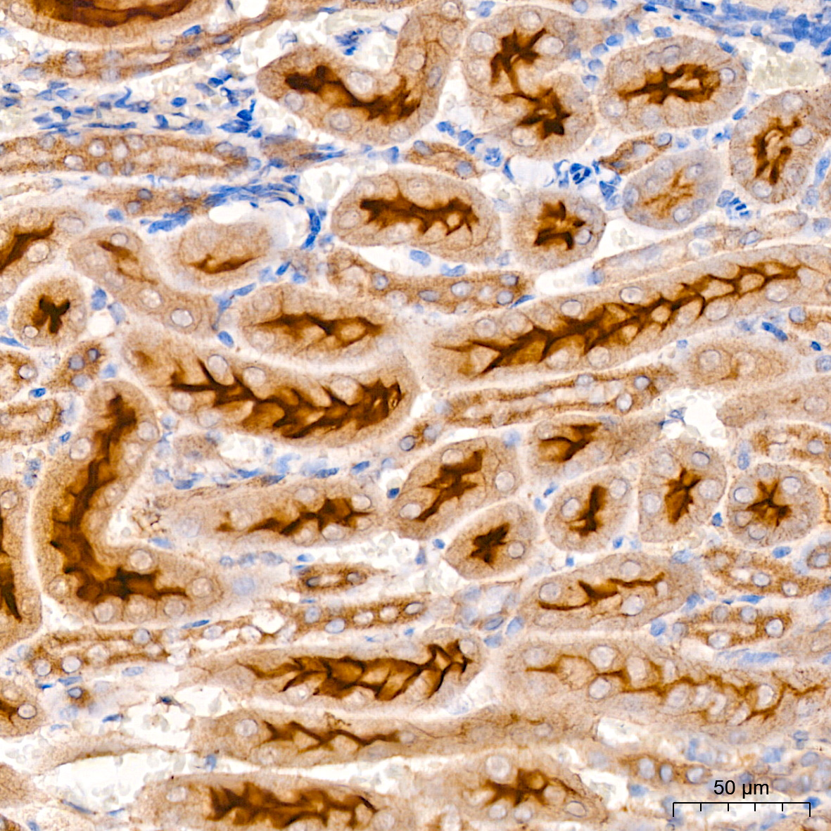 Xanthine Oxidase (XDH) Rabbit monoclonal antibody