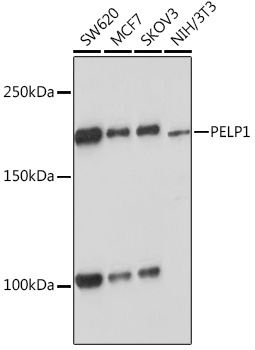 PELP1 Rabbit monoclonal antibody