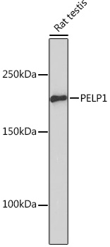PELP1 Rabbit monoclonal antibody