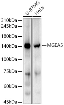 MGEA5 Rabbit polyclonal antibody