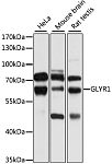 Western blot - GLYR1 Rabbit pAb (A9046)