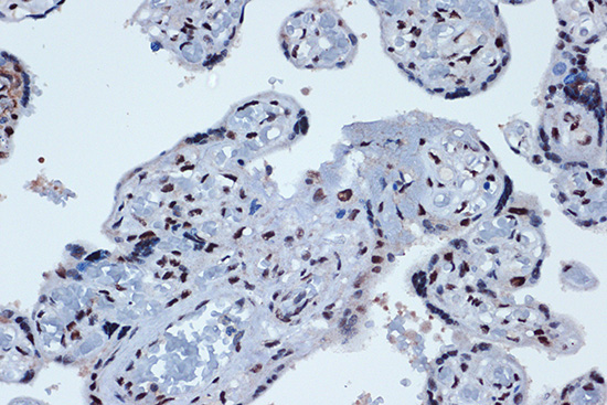 PROX1 Rabbit monoclonal antibody