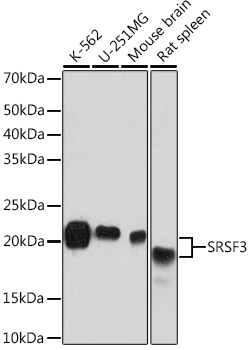 SRSF3 Rabbit monoclonal antibody
