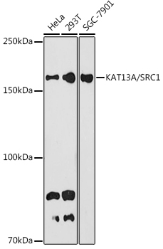 KAT13A / SRC1 Rabbit monoclonal antibody