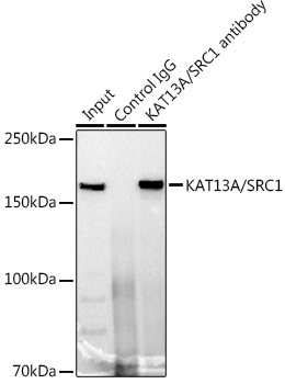 KAT13A / SRC1 Rabbit monoclonal antibody
