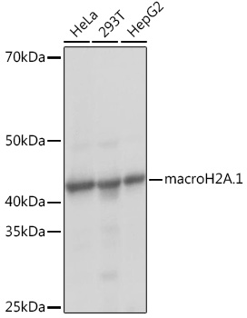 macroH2A.1 Rabbit monoclonal antibody