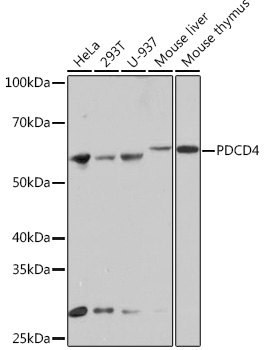 PDCD4 Rabbit monoclonal antibody