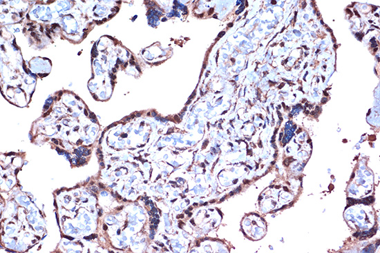PDCD4 Rabbit monoclonal antibody
