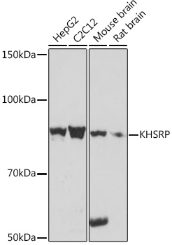 KHSRP Rabbit monoclonal antibody