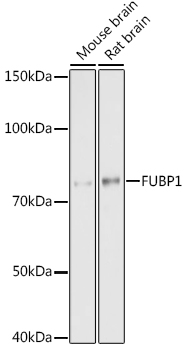 FUBP1 Rabbit monoclonal antibody