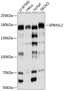 EPB41L2 Rabbit polyclonal antibody