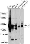 Western blot - MTO1 Rabbit pAb (A9121)