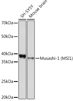 Musashi-1 (MSI1) Rabbit monoclonal antibody