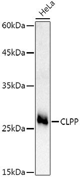CLPP Rabbit polyclonal antibody