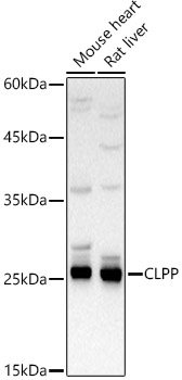 CLPP Rabbit polyclonal antibody
