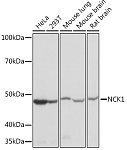 Western blot - NCK1 Rabbit mAb (A9129)