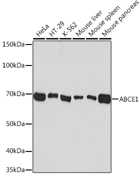 ABCE1 Rabbit monoclonal antibody