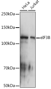 eIF3B Rabbit monoclonal antibody