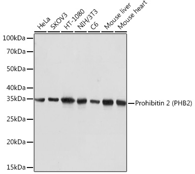 Prohibitin 2 (PHB2) Rabbit monoclonal antibody