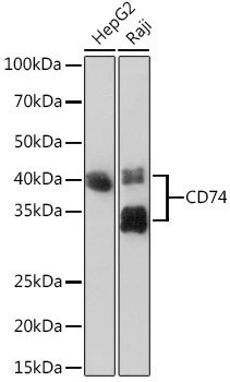 CD74 Rabbit monoclonal antibody