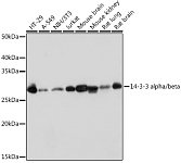Western blot - 14-3-3 alpha/beta Rabbit mAb (A9151)