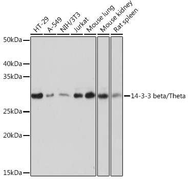 14-3-3 beta/zeta Rabbit monoclonal antibody