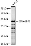 Western blot - EBNA1BP2 Rabbit pAb (A9153)