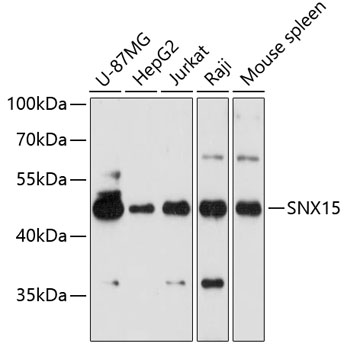 SNX15 Rabbit polyclonal antibody