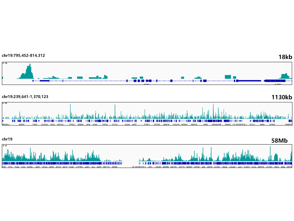 HMGB2 Rabbit monoclonal antibody