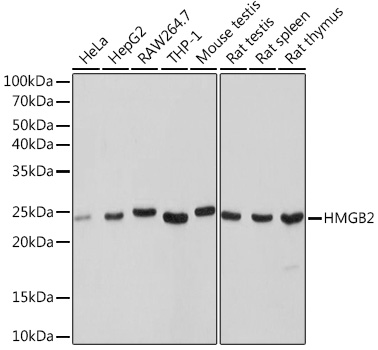 HMGB2 Rabbit monoclonal antibody