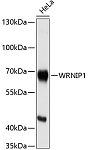 Western blot - WRNIP1 Rabbit pAb (A9170)