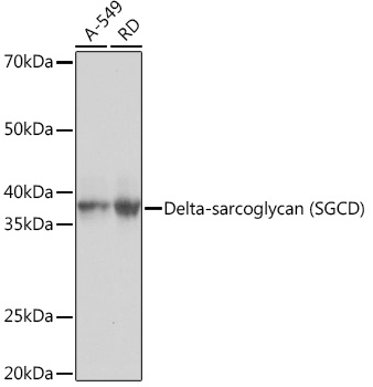 Delta-sarcoglycan (SGCD) Rabbit monoclonal antibody