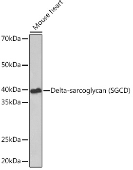 Delta-sarcoglycan (SGCD) Rabbit monoclonal antibody