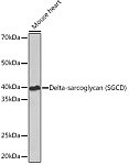 Western blot - Delta-sarcoglycan (SGCD) Rabbit mAb (A9175)