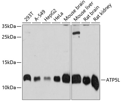 ATP5L Rabbit polyclonal antibody