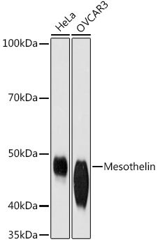 Mesothelin Rabbit monoclonal antibody