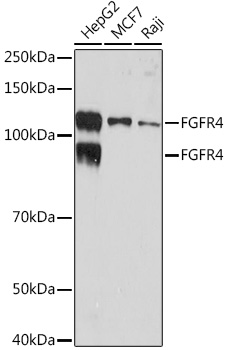 FGFR4 Rabbit monoclonal antibody