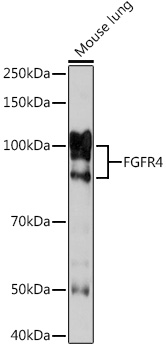 FGFR4 Rabbit monoclonal antibody