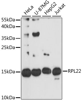 [KO Validated] RPL22 Rabbit polyclonal antibody