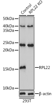 [KO Validated] RPL22 Rabbit polyclonal antibody