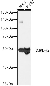 [KO Validated] IMPDH2 Rabbit monoclonal antibody