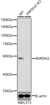 [KO Validated] IMPDH2 Rabbit monoclonal antibody