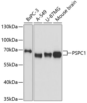 PSPC1 Rabbit polyclonal antibody