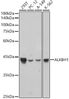 ALKBH1 Rabbit monoclonal antibody