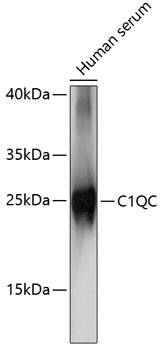 C1QC Rabbit polyclonal antibody