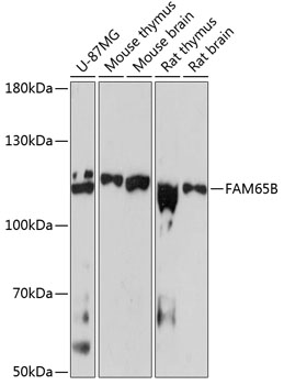 FAM65B Rabbit polyclonal antibody