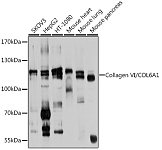 Western blot - Collagen VI/COL6A1 Rabbit pAb (A9236)