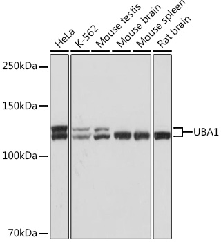 UBA1 Rabbit monoclonal antibody