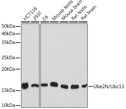 Ube2N/Ubc13 Rabbit monoclonal antibody
